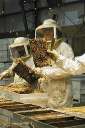 Information for Beekeepers