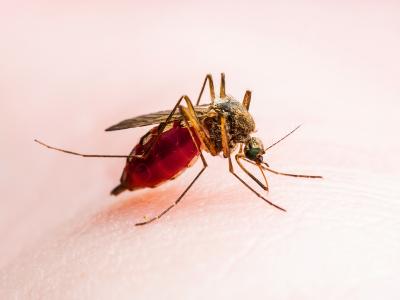 Mosquito biting a human.